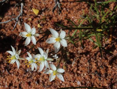 Spergularia bocconei, photographed by Tony Rebelo