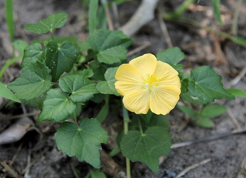 Abutilon grantii, photographed by Wynand Uys
