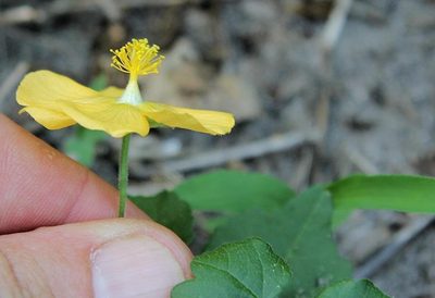Abutilon grantii, photographed by Wynand Uys
