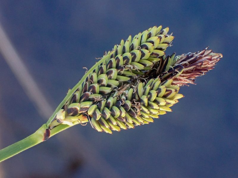Carex plectocarpa, photographed by Trevor Van Loon