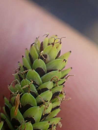 Carex plectocarpa, photographed by Trevor Van Loon