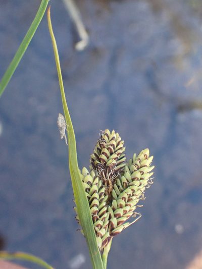 Carex plectocarpa, photographed by Trevor Van Loon