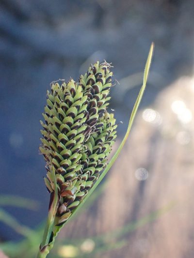 Carex plectocarpa, photographed by Trevor Van Loon