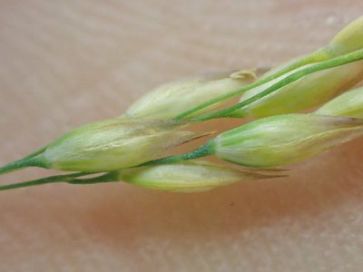 Vahlodea atropurpurea, photographed by Trevor Van Loon