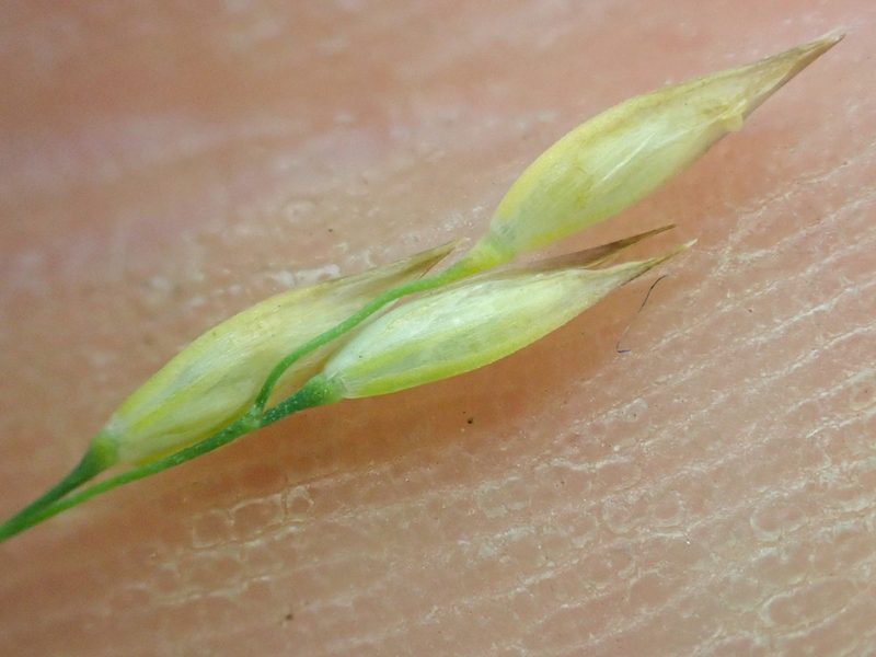 Vahlodea atropurpurea, photographed by Trevor Van Loon