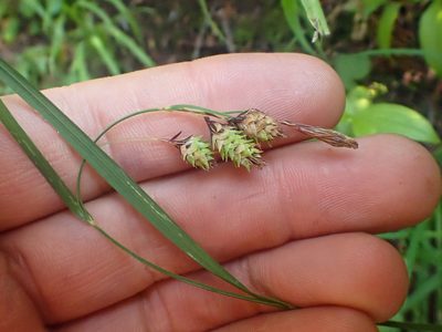 Carex mertensii, photographed by Trevor Van Loon