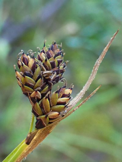 Carex atrosquama, photographed by Trevor Van Loon