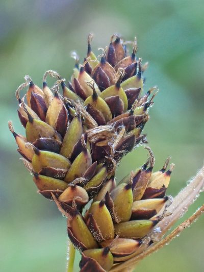 Carex atrosquama, photographed by Trevor Van Loon