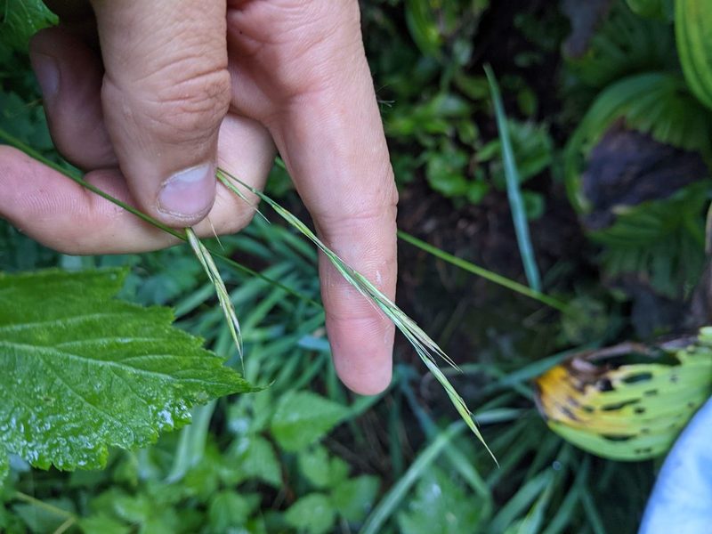 Bromus vulgaris, photographed by Trevor Van Loon