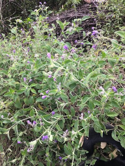 Solanum caripense, photographed by margaritarestrepou