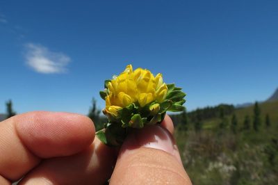 Aspalathus securifolia, photographed by Brian du Preez
