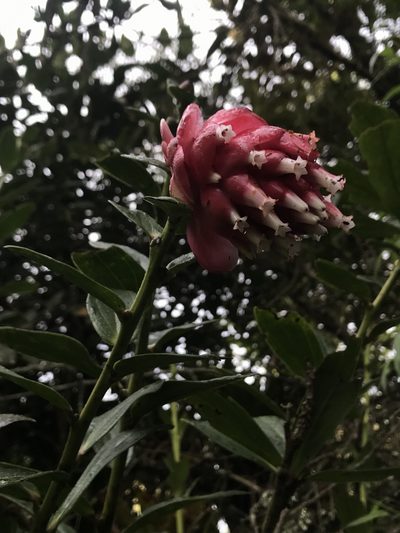 Cavendishia nitida, photographed by Nicolás Baresch Uribe