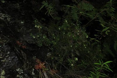 Erica ixanthera, photographed by Brian du Preez