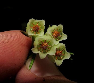 Erica ixanthera, photographed by Brian du Preez