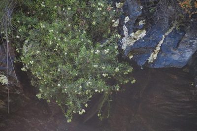 Erica ixanthera, photographed by Brian du Preez