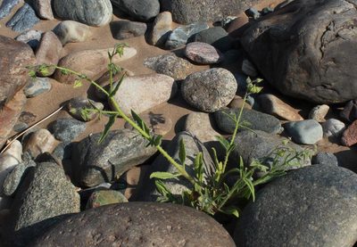 Trichodesma africanum, photographed by Tony Rebelo
