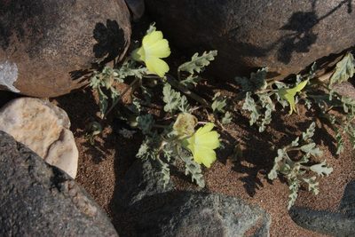 Grielum sinuatum, photographed by Tony Rebelo