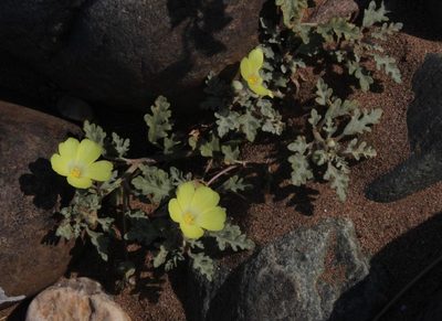 Grielum sinuatum, photographed by Tony Rebelo
