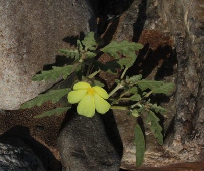 Grielum sinuatum, photographed by Tony Rebelo