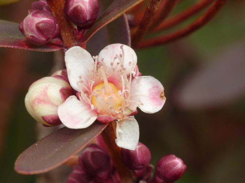 Hypocalymma phillipsii, photographed by harrylurling