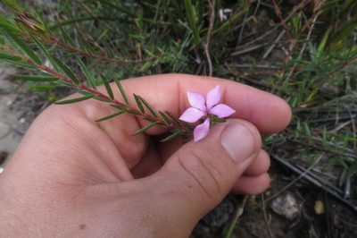 Acmadenia trigona, photographed by Brian du Preez