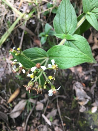 Alloispermum caracasanum, photographed by margaritarestrepou
