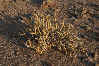 Mesembryanthemum pseudoschlichtianum, photographed by Tony Rebelo