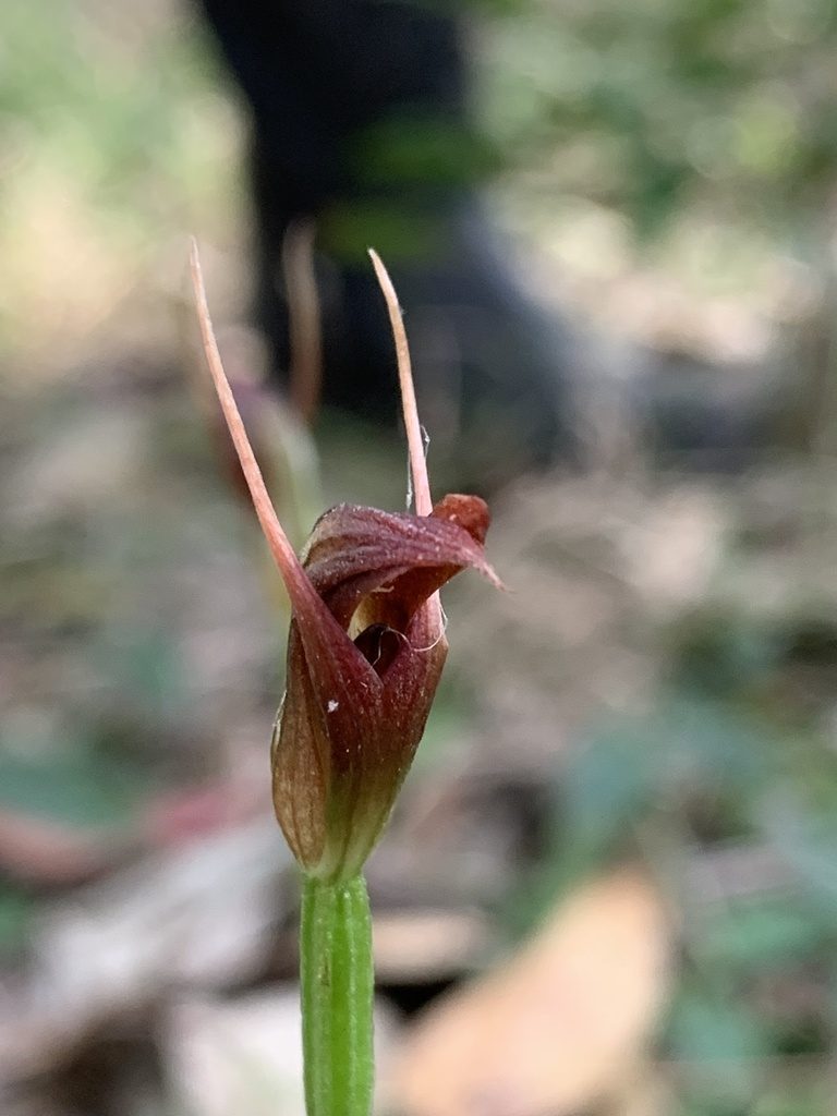 Pterostylis erecta, photographed by Lukas Clews
