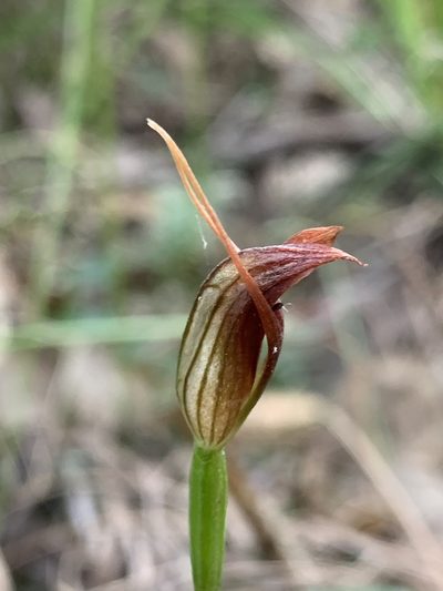 Pterostylis erecta, photographed by Lukas Clews