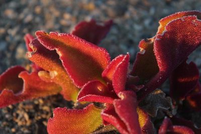 Mesembryanthemum barklyi, photographed by Tony Rebelo