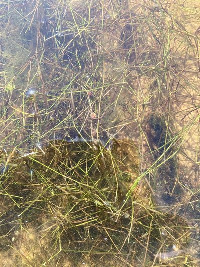 Potamogeton trichoides, photographed by Andre Hosper
