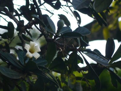 Fagraea ceilanica, photographed by Dinesh Valke