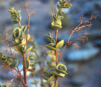 Zygophyllum prismatocarpum, photographed by Tony Rebelo