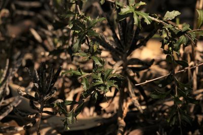 Alectryon diversifolius, photographed by Greg Tasney