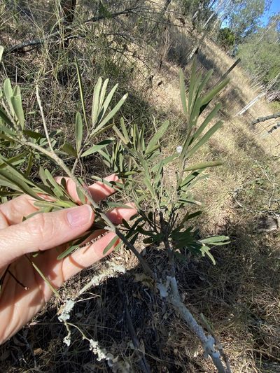 Denhamia cunninghamii, photographed by Greg Tasney