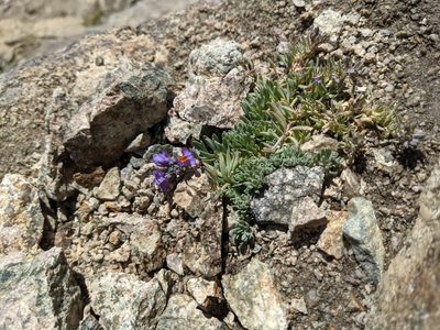 Linaria alpina, photographed by Denis Bastianelli