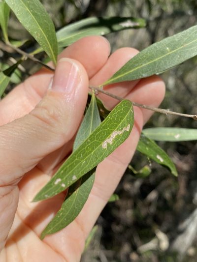 Notelaea microcarpa, photographed by Greg Tasney