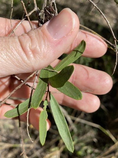 Denhamia cunninghamii, photographed by Greg Tasney