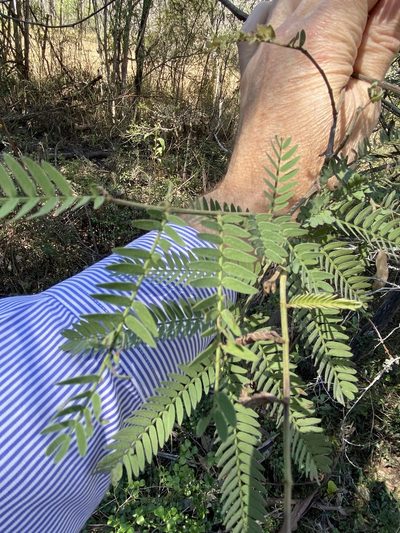 Acacia glaucocarpa, photographed by Greg Tasney