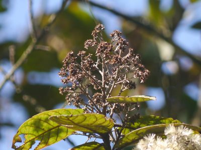 Strobocalyx arborea, photographed by Dinesh Valke