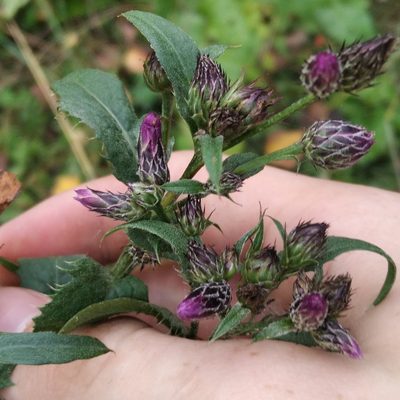Serratula tinctoria, photographed by evgeniq_benihanov