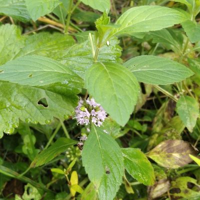 Mentha arvensis, photographed by evgeniq_benihanov