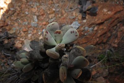 Adromischus mammillaris, photographed by Brian du Preez