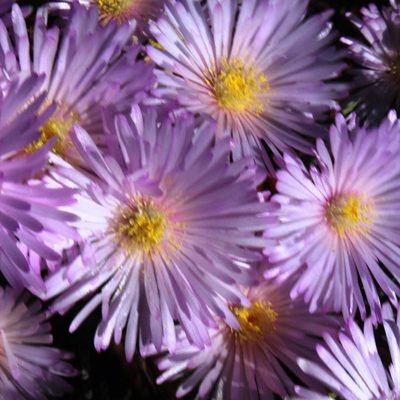 Lampranthus stipulaceus, photographed by Tony Rebelo