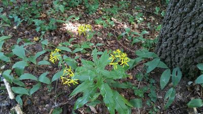 Senecio ovatus, photographed by Wolfgang Jauch