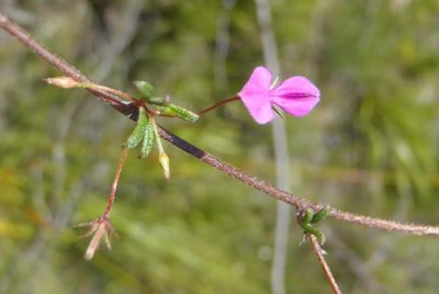 Indigofera semota, photographed by Nicola van Berkel