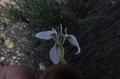 Moraea lilacina, photographed by Brian du Preez