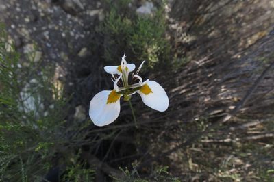 Moraea lilacina, photographed by Brian du Preez