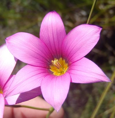 Romulea fibrosa, photographed by Nicola van Berkel