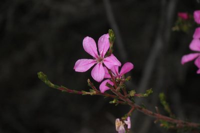 Acmadenia sheilae, photographed by Brian du Preez